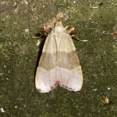 Basacallis tarachodes