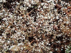 Eriogonum spergulinum