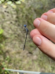Lestes forcipatus
