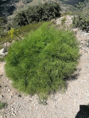 Arracacia tolucensis