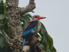 Halcyon leucocephala