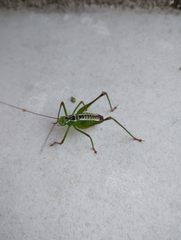 Andreiniimon nuptialis