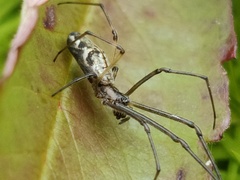 Tetragnatha nigrita
