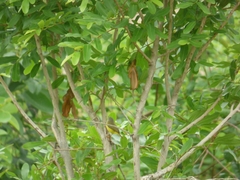Eremomela pusilla