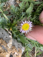 Erigeron grandiflorus