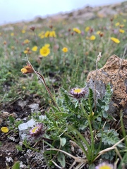 Erigeron grandiflorus