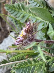 Erigeron grandiflorus