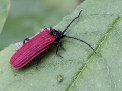 Pyropterus nigroruber