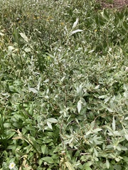 Salix orestera
