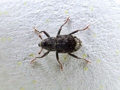 Acoptus suturalis