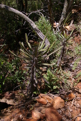 Euphorbia sekukuniensis
