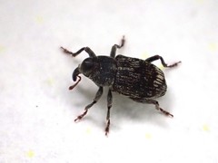 Acoptus suturalis