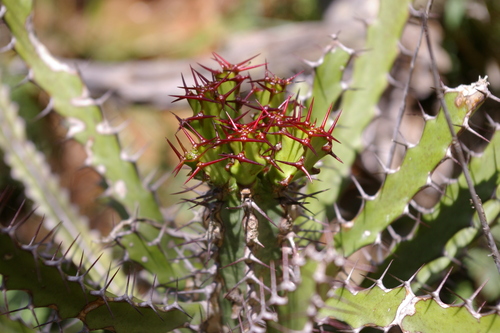 Euphorbia sekukuniensis