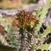 Euphorbia sekukuniensis - Photo (c) Reuben Heydenrych,  זכויות יוצרים חלקיות (CC BY-NC), הועלה על ידי Reuben Heydenrych