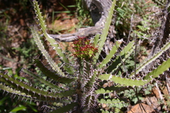 Euphorbia sekukuniensis