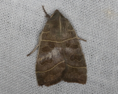 Ipimorpha pleonectusa