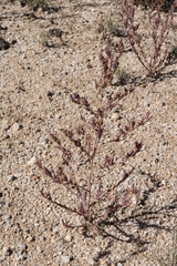 Cordylanthus parviflorus
