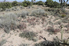 Cordylanthus parviflorus