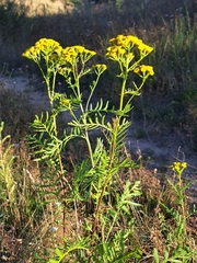 Tanacetum vulgare