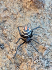 Latrodectus renivulvatus