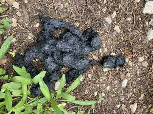 iNaturalist observation photo of American Black Bear