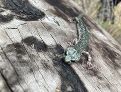 Aneides klamathensis