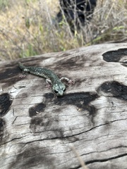 Aneides klamathensis