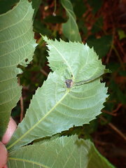 Phylloxera williamsi