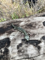 Aneides klamathensis