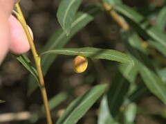 Euura collactanea