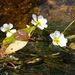 River Water-Crowfoot - Photo (c) Radio Tonreg, some rights reserved (CC BY)
