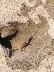 Petrobius