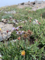 Erigeron grandiflorus