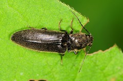 Hemicrepidius