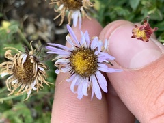 Erigeron grandiflorus