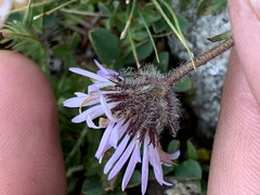 Erigeron grandiflorus