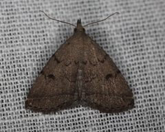 Zanclognatha dentata