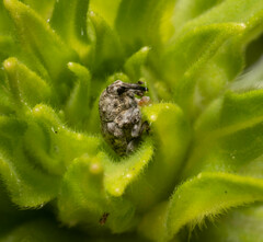 Acanthoscelidius acephalus