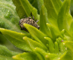 Acanthoscelidius acephalus