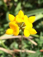 Lotus corniculatus corniculatus