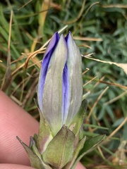 Gentiana parryi