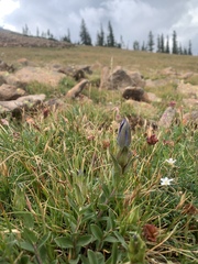 Gentiana parryi