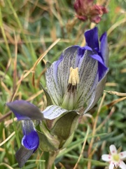 Gentiana parryi