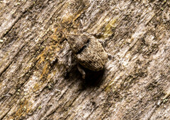 Acanthoscelidius acephalus