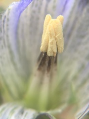 Gentiana parryi