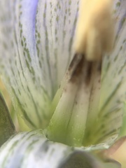 Gentiana parryi