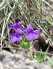 Ruellia lactea