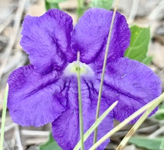 Ruellia lactea