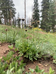 Erigeron melanocephalus