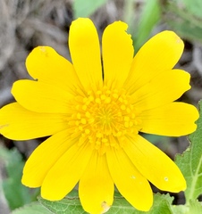 Ranunculus petiolaris